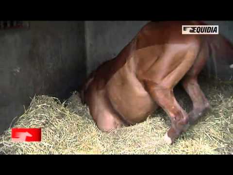 Carnet de pistes :  Marie-Laetitia Mortier / Maisons-Laffitte