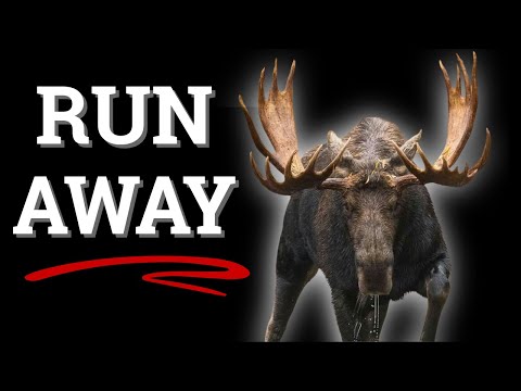 WARNING - He Grunts, You RUN
