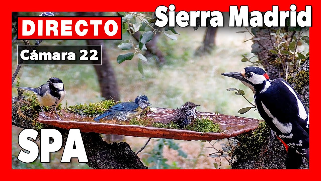 Live webcam view of Cámara del Bebedero Sierra Madrid