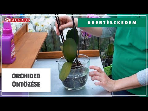 , title : 'Orchidea öntözése | #KERTÉSZKEDEM'