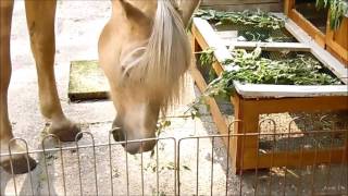 Mag mijn paard brandnetels? Can I feed my horse stinging nettles?