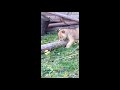 Baby Lion At Detroit Zoo 2020