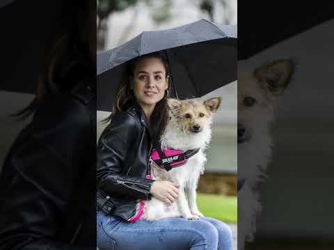 The results of a dog photoshoot📸🐶 #shorts #juliusk9 #dog #photography
