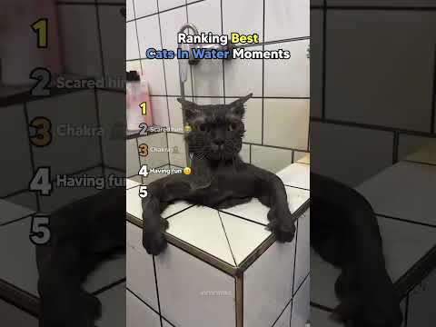 Ranking Cats In Water Moments