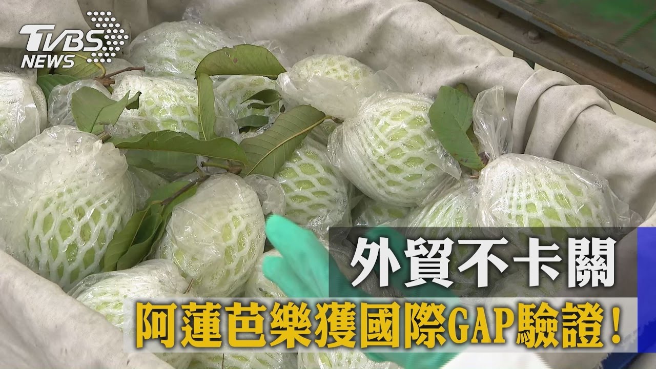 阿蓮芭樂獲國際GAP驗證！　外貿不卡關