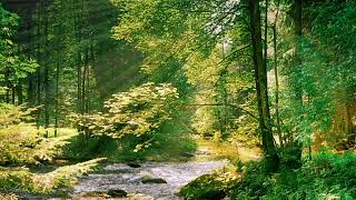 Download lagu Suara Alam Air Mengalir dan Suara Burung Di Alam Liar mp3