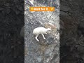 Ram Death Drop! Alaska Sheep Hunting
