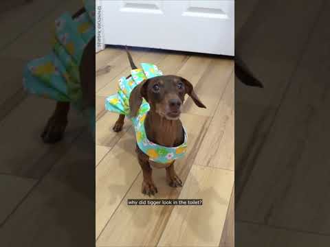 Moonpie tells Dad another joke  #moonpiestarbox #starboxdachshunds #dachshunds #doxie #wienerdog