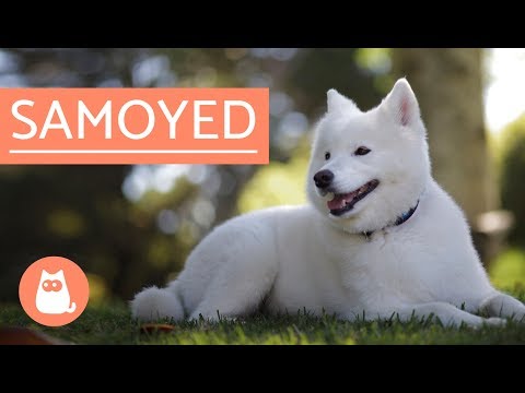 Perro Samoyedo - historia, características y cuidados
