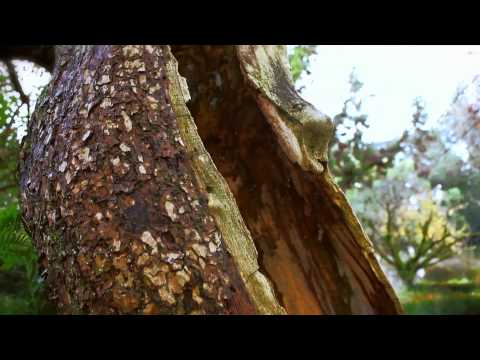 University of Coimbra Botanic Garden, Coimbra, Portugal