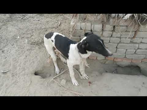 Powerful dog in the  village