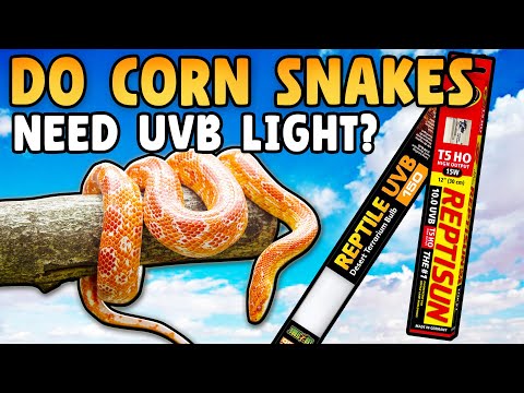 Do Corn Snakes Need UVB?