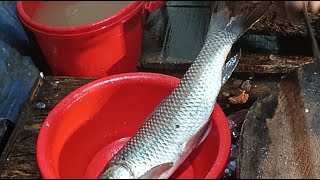 Download lagu Uzzal Fish Cutting Various types of fish cutting 🐠🐟🐠plese joyan &enyoy my live.#2ufc#fish#vairal. mp3