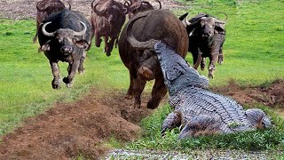 OMG! Lucky Baby Buffalo Met A Herd Of Buffalo Rescued From The Mouth Of A Crazy Crocodile Attack