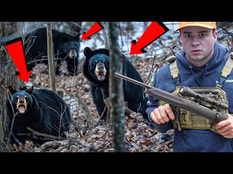 Hunting Black Bear! We Got 3 in a Single Day!