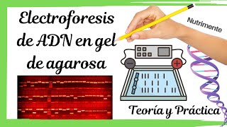 ELECTROFORESIS de ADN en GEL de AGAROSA [TEÓRICO y PRÁCTICO]