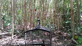 Download lagu SUARA MURAI DADA MERAH YANG BIKIN MERINDING. mp3