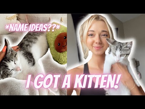 GETTING A KITTEN VLOG: BRINGING HOME OUR NEW KITTEN first day home + name ideas??