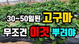 고구마 30~50일 사이 비가 자주 내릴때 잎만 무성하게 자랄수있어요. 이렇때 꼭 해주면 가을에 수확이 풍성…