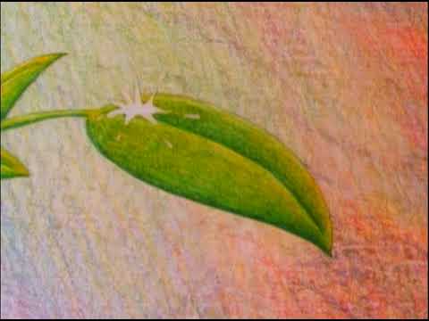 Video thumbnail for The Dew Drop