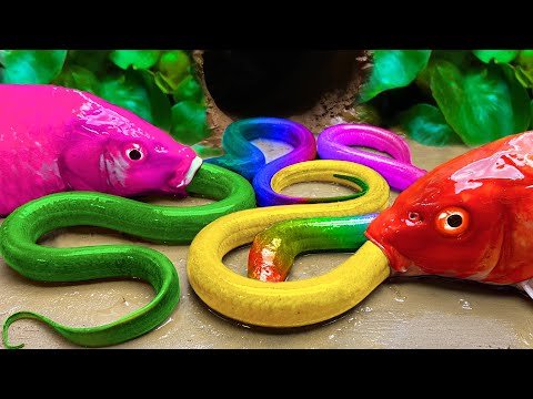 Stop Motion Fish Catching River - Mukbang Octopus, Crocodile, Snake Rainbow Eel Cooking Underground