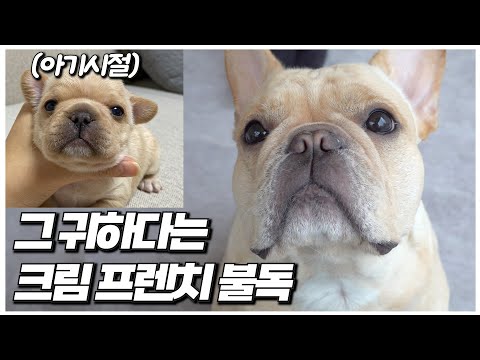 [ENG]당신은 크림 프렌치 불독의 축복에 당첨되었습니다 I 반려인 인터뷰
