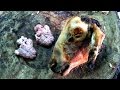 Lamb Brain Fry Recipe Mutton Bheja Fry Village Style Delicious Goat Brain Fry Recipe