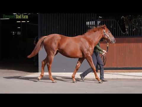 Lot 1464 - Admire Mars (JPN) x Echo Gem (AUS) - Filly