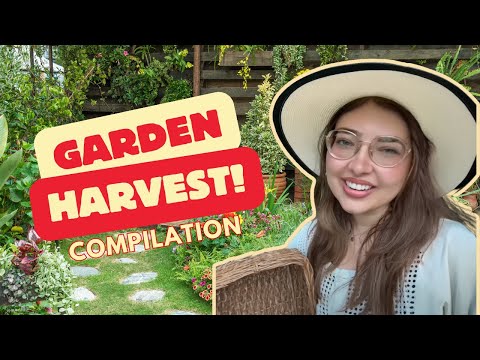 time for a garden harvest!