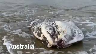 pez luna aparece muerto en las playas de Kennett River , Australia
