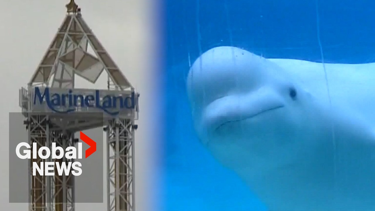 Video: MarineLand begins relocating first six beluga whales to US aquariums