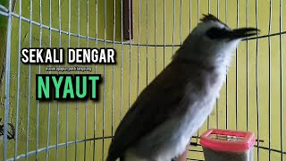 Download lagu trucukan gacor ROPEL PANJANG buat pancingan trucukan agar bunyi JADIKAN burung trucuk gacor EMOSI mp3 Download lagu trucukan gacor ROPEL PANJANG buat pancingan trucukan agar bunyi JADIKAN burung trucuk gacor EMOSI mp3