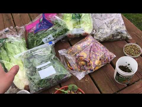 Tortoise feeding guide - tips on varied food - weeds plant ID - healthy care mediterranean tortoise