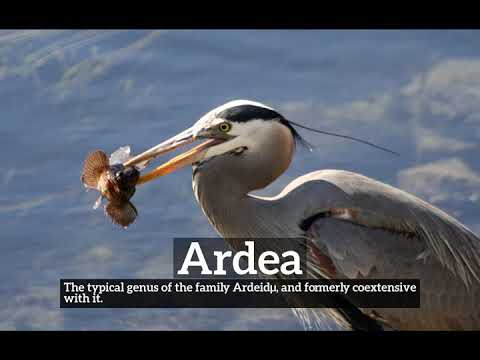 How Does Ardea Look? | How to Say Ardea in English? | What is Ardea?