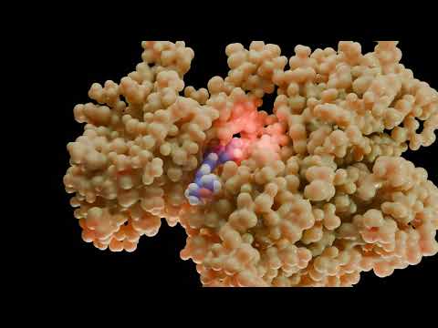 4K Molecular Dynamics Simulation of HPK1 Inhibitor Complex | Hyper-Realistic Simulation