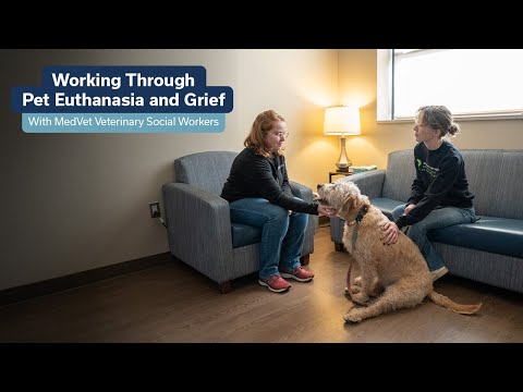 Understanding Pet Euthanasia & Grief: Guidance from MedVet Veterinary Social Workers