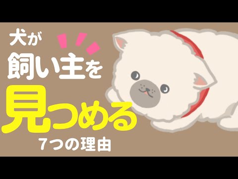 私が寝ている間、犬が私を見つめるのはなぜですか?