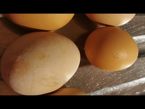 Organic free range eggs. Happy chickens gives big 118 gramm eggs (average egg is 65g)-Chicken cage