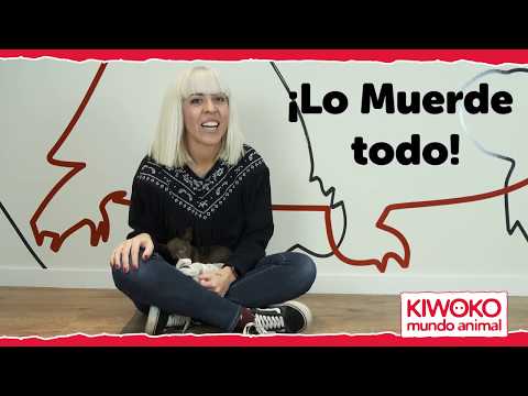 Cómo enseñar a un cachorro a no morder 🐶