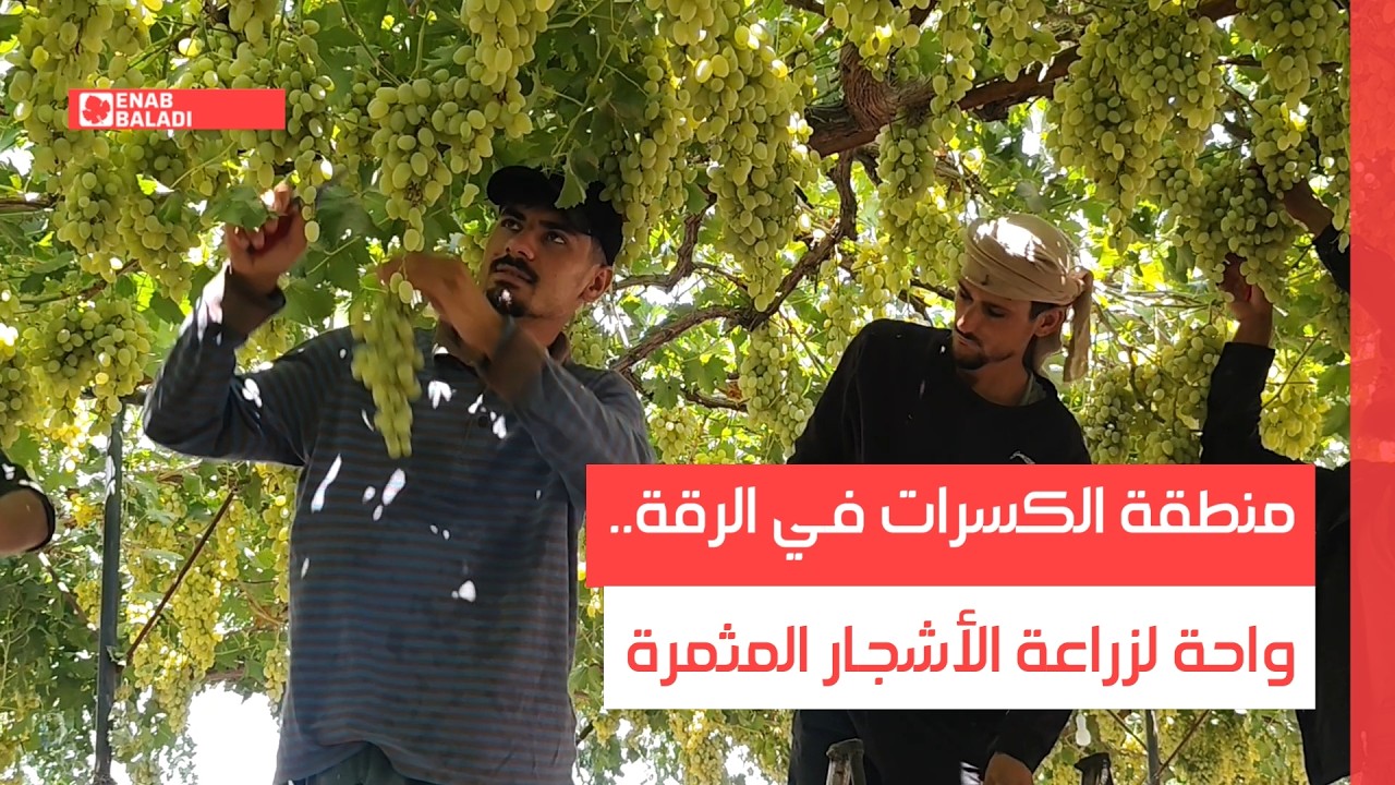 منطقة الكسرات في الرقة.. واحة لزراعة الأشجار المثمرة