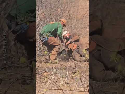 Um pouco da tradicional pega de boi de Jutaí, Distrito de Lagoa Grande PE, Terra dos Vaqueiros.