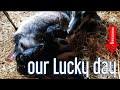 Introducing BABY GOATS to the herd!