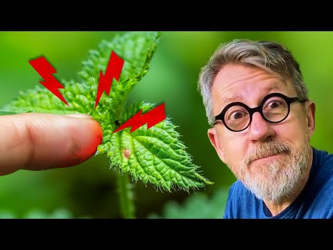 Why Do Nettles Sting? 🤕