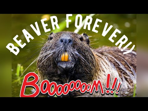 Des vidéos d'animaux drôles et étonnantes qui vous feront rire, c'est garanti.