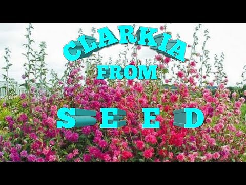 download lagu mp3 mp4 Clarkia Double, download lagu Clarkia Double gratis, unduh video klip Clarkia Double