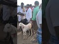 திருச்சி சமயபுரம் ஆட்டுசந்தை Trichy Goat Market 
