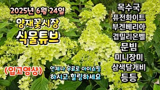 양재꽃시장 식물튜브 예쁜 식물들 입고된것 보면서 힐링타임 되세요~  25년 6월 24일 #양재꽃시장 #식물튜…