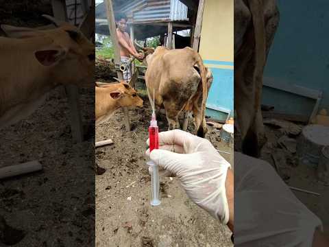 Penyuntikan sapi limousin