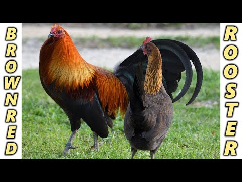 Brownred Larry Romero Raptor Sweater Roundhead Albany JORGE FARM Hawaii - Beautiful Birds Farm Visit