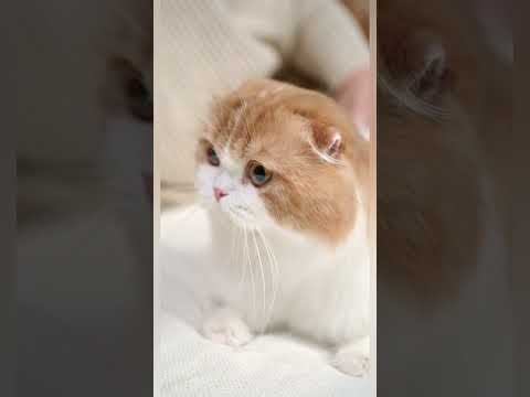 Cute cat